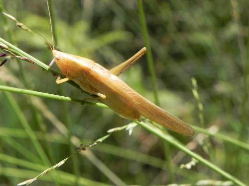 Réf. 243 450 : Ruspolia nitidula